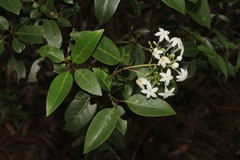 Psychotria coptosperma