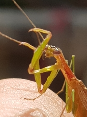 Eumusonia