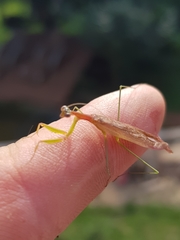 Eumusonia