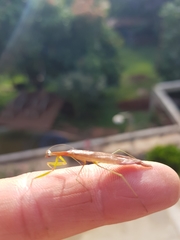 Eumusonia