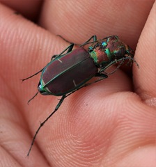 Cicindela limbalis