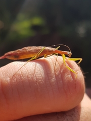 Eumusonia