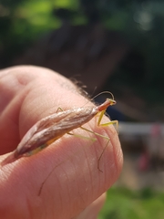 Eumusonia