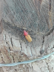 Monnecles apollinarii