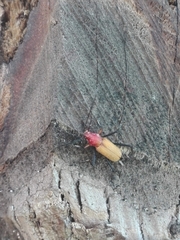 Monnecles apollinarii