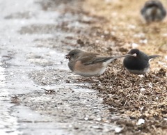 Junco hyemalis cismontanus