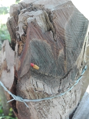 Monnecles apollinarii