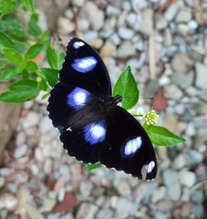 Hypolimnas bolina