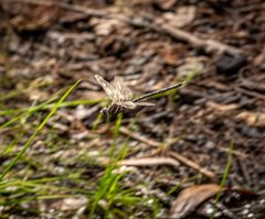 Austroaeschna cooloola