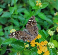 Junonia erigone