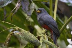 Trogon comptus