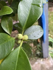 Ficus obliqua