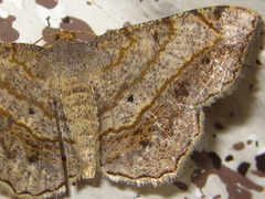 Chiasmia hebesata