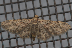 Gymnoscelis acidna