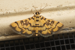 Glycythyma chrysorycta