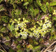 Anisotome imbricata prostrata