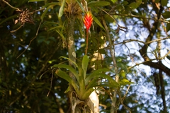 Vriesea carinata