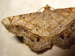 Chiasmia hebesata