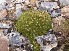 Anisotome imbricata prostrata