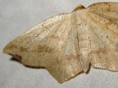 Pareclipsis gracilis