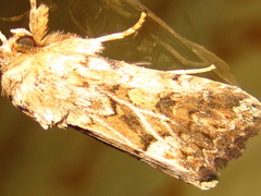 Spodoptera depravata