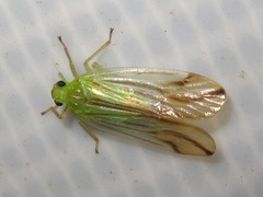 Catullia vittata