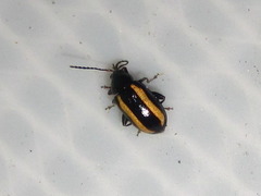 Phyllotreta rectilineata