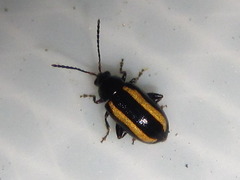 Phyllotreta rectilineata