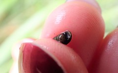 Potamopyrgus estuarinus