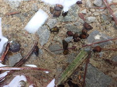 Potamopyrgus estuarinus