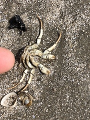 Isocheles wurdemanni