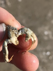 Isocheles wurdemanni