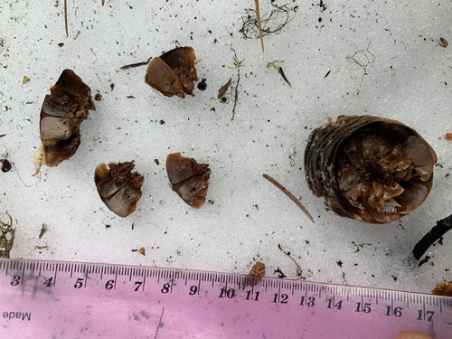 Abies grandis × concolor