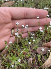 Plagiobothrys tenellus
