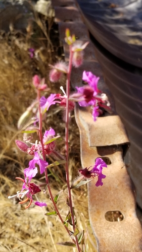 iNaturalist observation photo of Elegant Clarkia