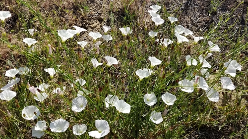 iNaturalist observation photo of coast morning glory