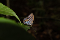 Chloreuptychia chlorimene