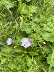 Mazus fauriei