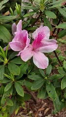 Rhododendron