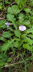 Mazus fauriei