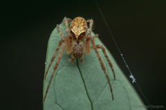 Allende nigrohumeralis