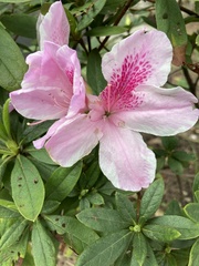 Rhododendron
