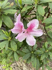 Rhododendron