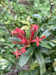 Ixora