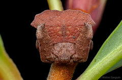 Coenypha edwardsi