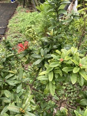 Ixora