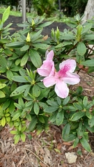 Rhododendron
