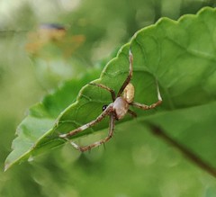 Argiope