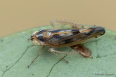 Carelmapu scutellaris