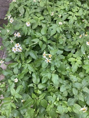 Bidens alba